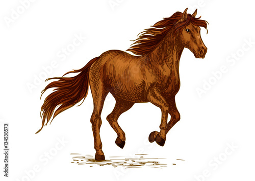 Horse running on sport races vector sketch
