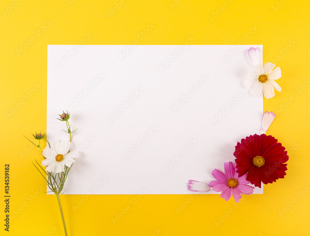 Obraz premium Cosmos flowers