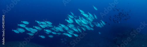 School of Unicornfish © divedog