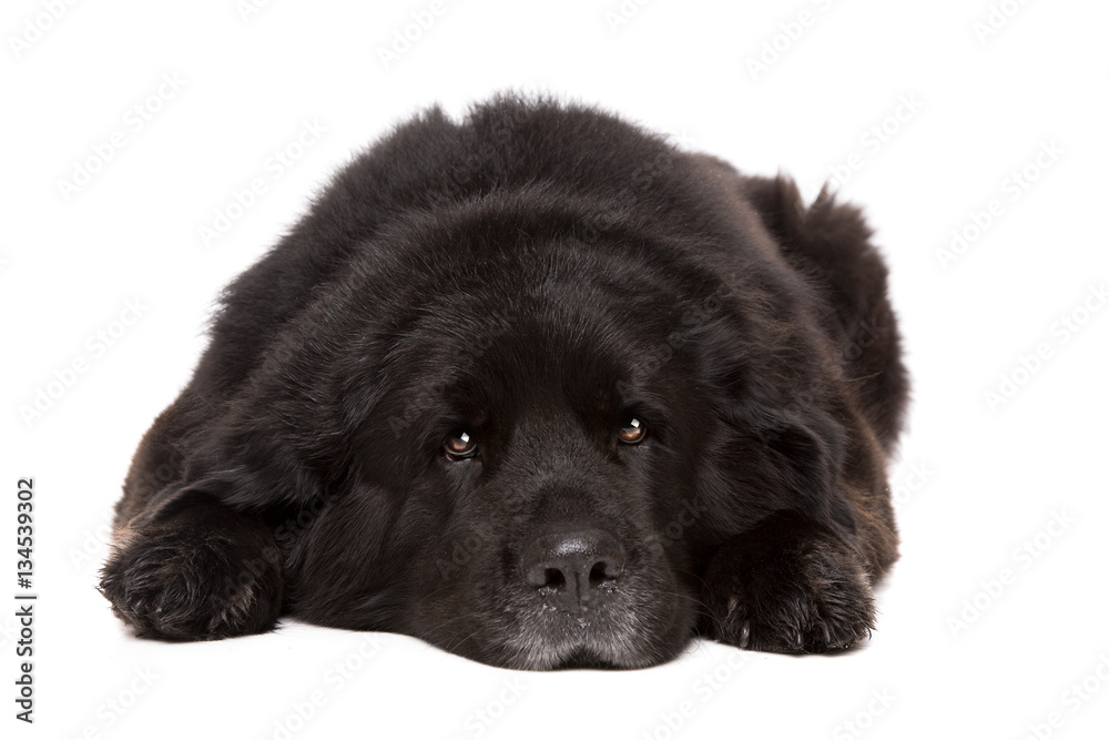 Obraz premium black Newfoundland dog