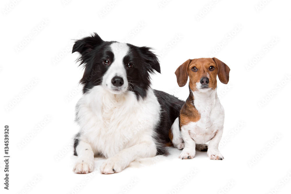 border collie and a dachshund piebald