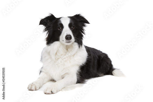 Obraz na płótnie black and white border collie dog