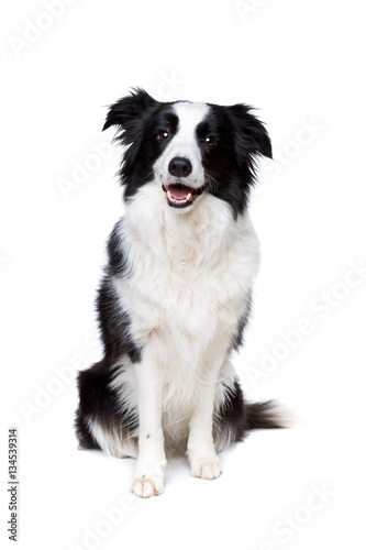 Fotografia black and white border collie dog