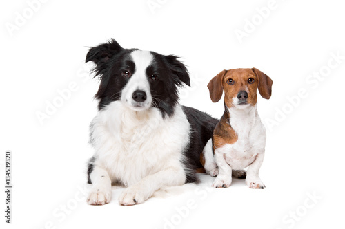 border collie and a dachshund piebald