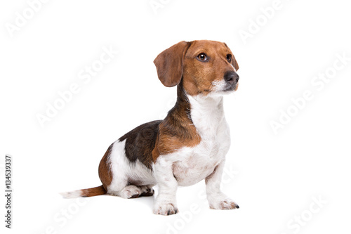 Dachshund piebald dog