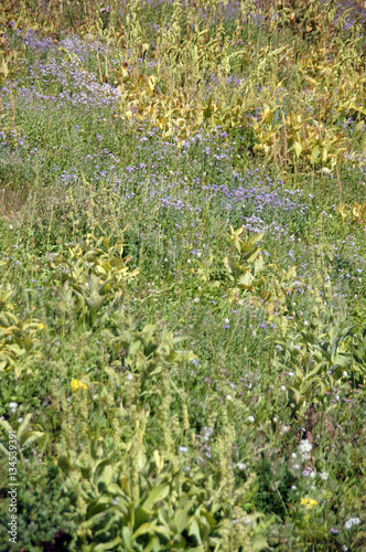 Meadows of wildflowers photo