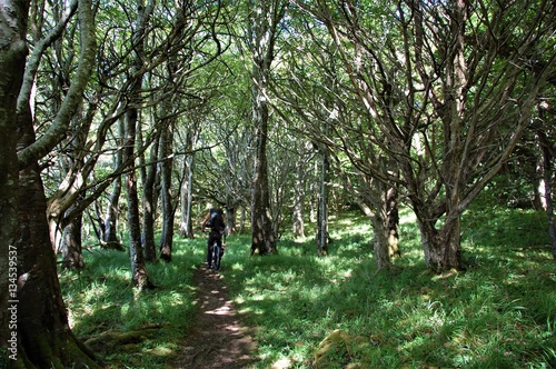 Solitary bike ride in the forest of Killarney, Ireland © Benjamin