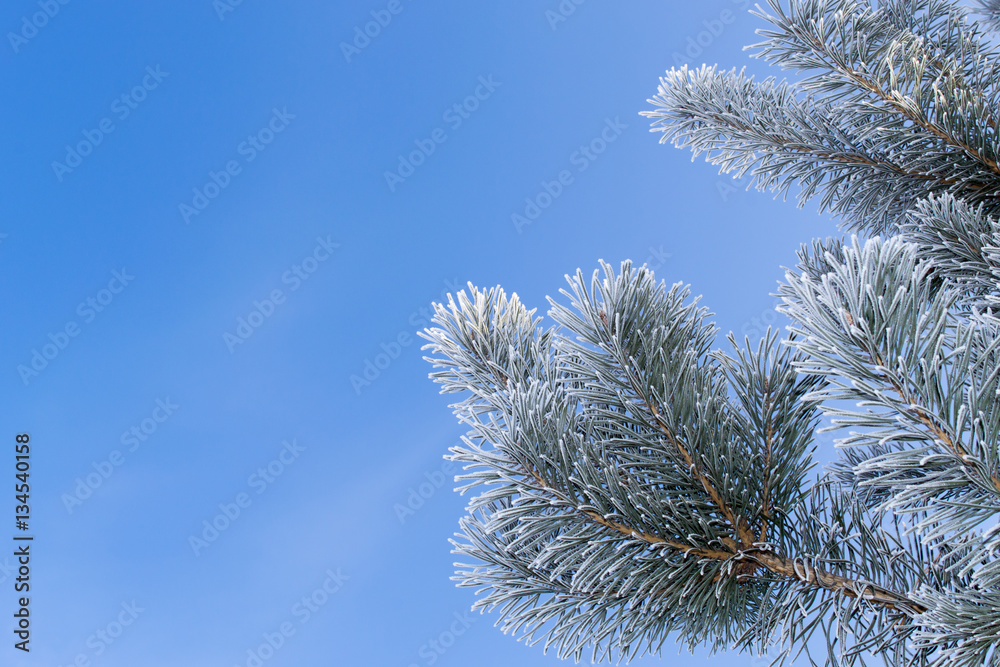 winter pine branch winter pine branch