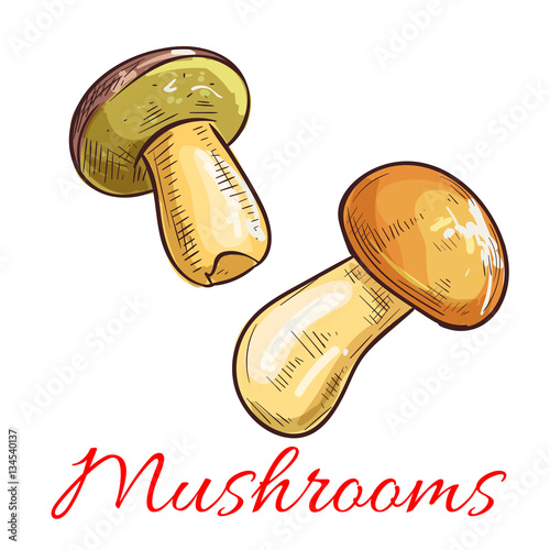 Mushrooms vector sketch vegetarian food
