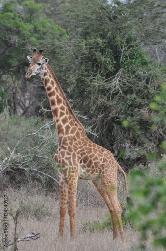 giraffa 