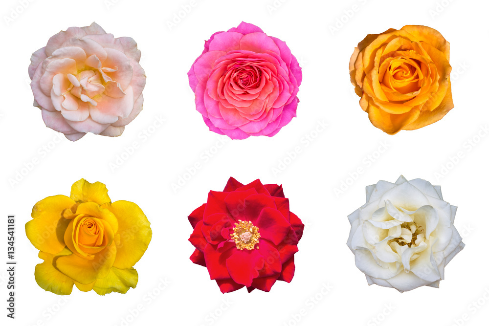 Different color rose flower isolated on white background Different color rose flower isolated on white background