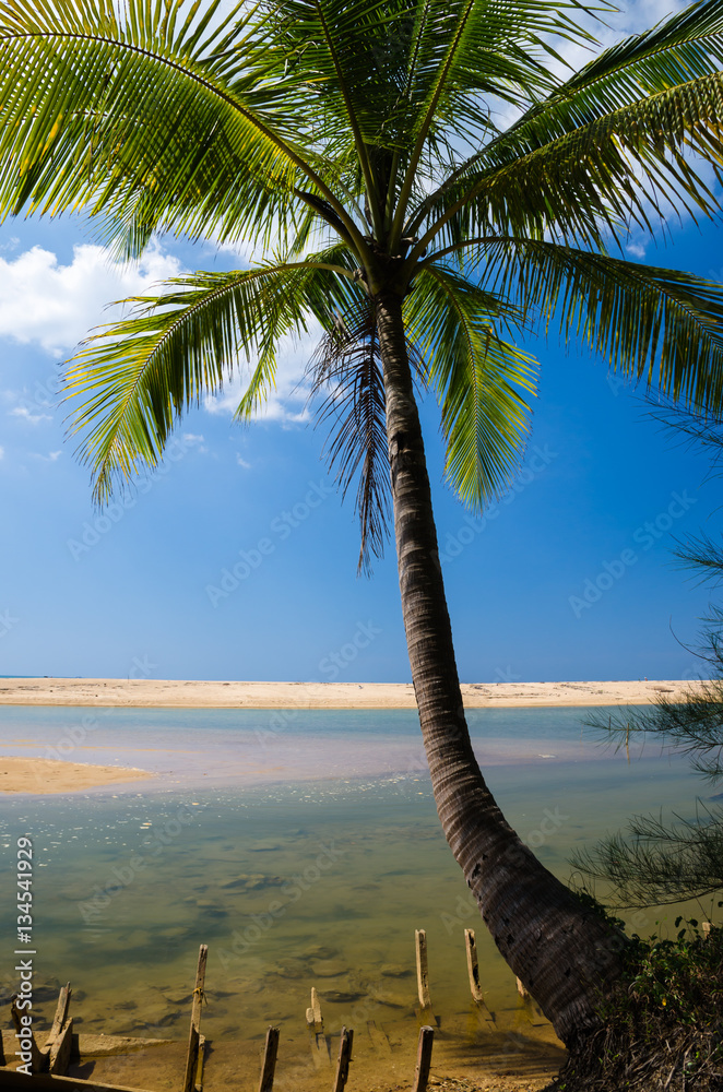 Obraz premium Coconut palms on the beach and blue sky.