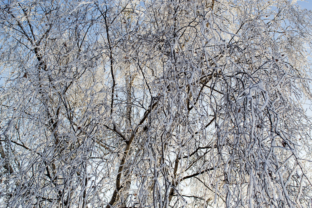 Obraz premium Winter birch branches