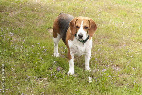 Beagle and Healer dogs
