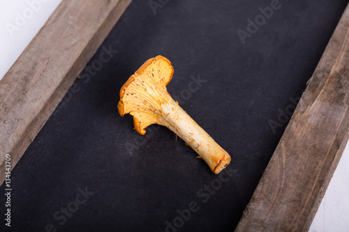 Single fresh yellow forestry chanterelle photo