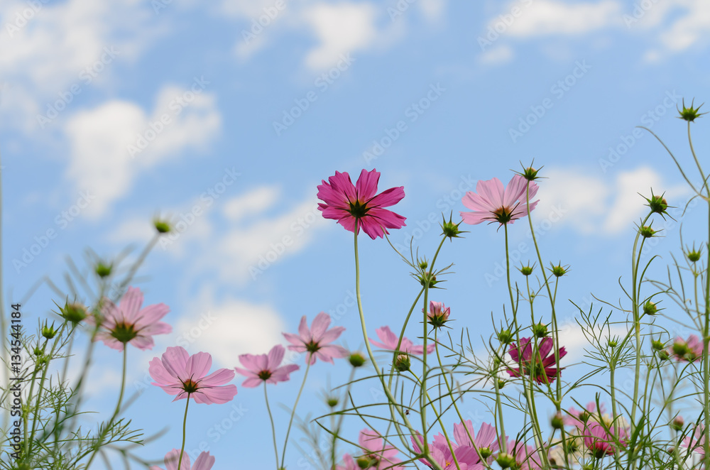 cosmos flower pink color bloom in garden,beuatyful daisy and blu