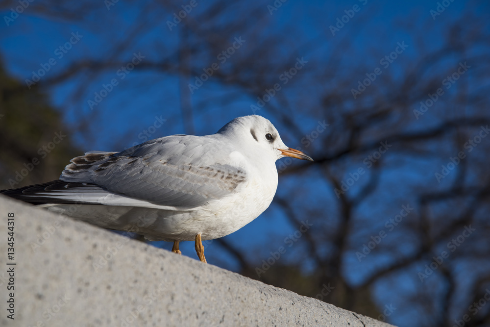 Obraz premium カモメ