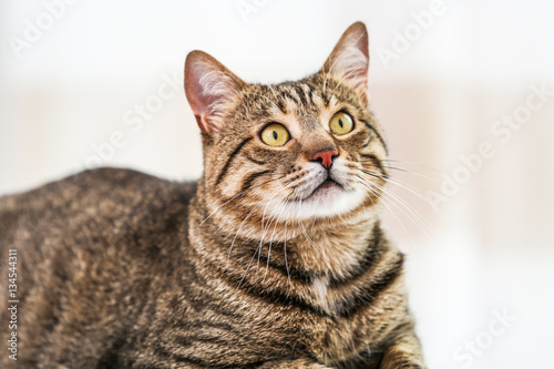 Fototapeta Naklejka Na Ścianę i Meble -  Portrait of grey tabby cat on blurred background