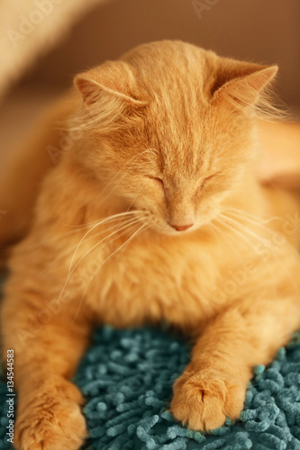 Close up view of cute sleeping cat