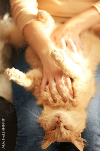 Fototapeta Naklejka Na Ścianę i Meble -  Cute cat lying on its owner's knees, close up view