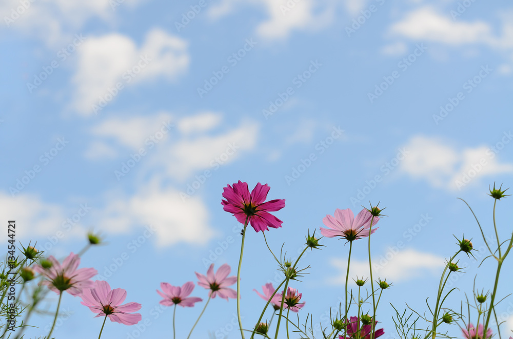 cosmos flower pink color bloom in garden,beuatyful daisy and blu