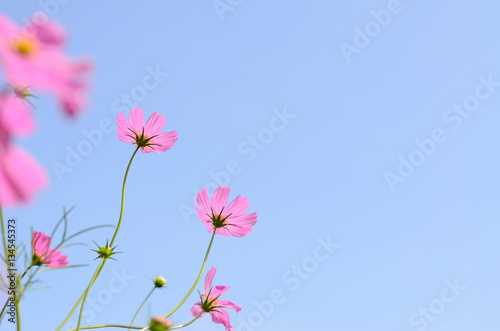 cosmos flower pink color bloom in garden beuatyful daisy and blu