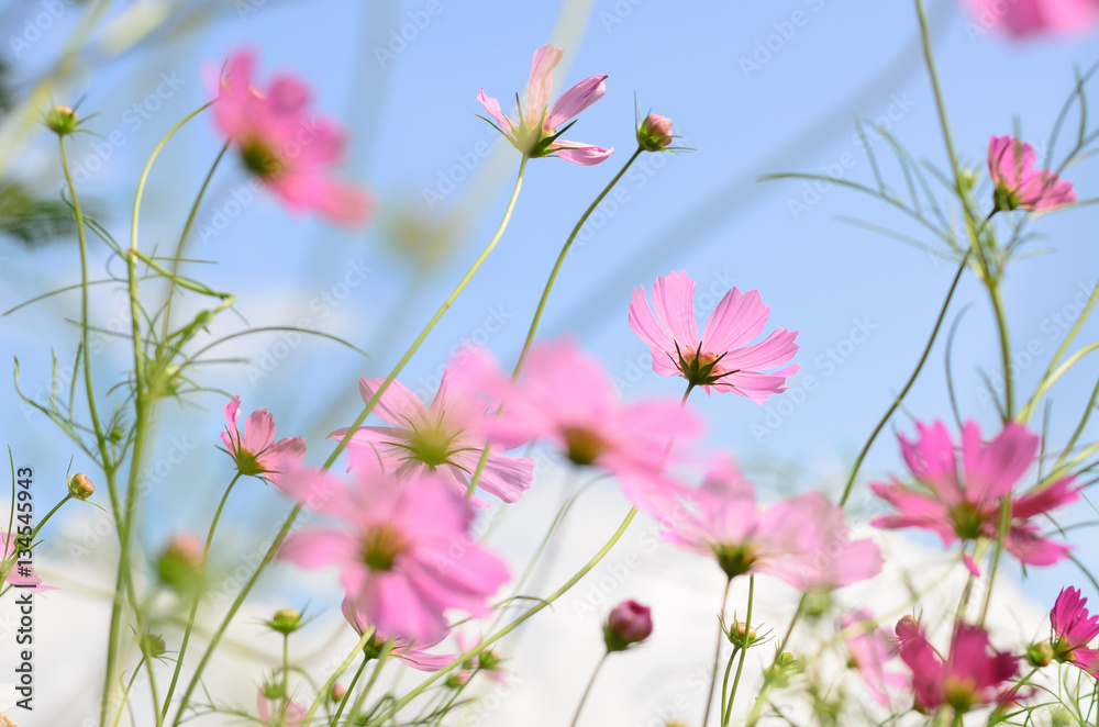 cosmos flower pink color bloom in garden,beuatyful daisy and blu cosmos flower pink color bloom in garden,beuatyful daisy and blu
