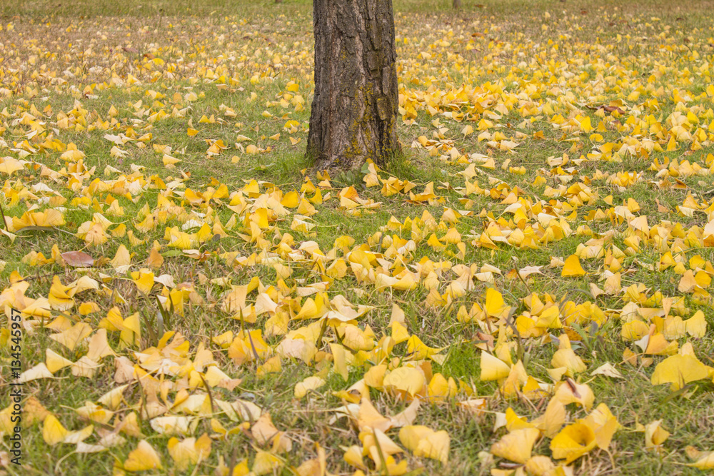 Obraz premium Beautiful Autumn Landscape