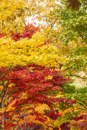 Beautiful Autumn Landscape