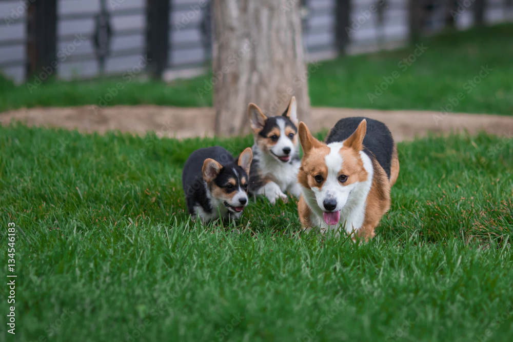 Photo of Welsh Corgi Dog Family Playing in Park on Green Grass. Pembroke Corgi Puppy Having Fun Outdoors