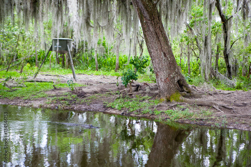 New Orleans Bayou Swamp Alligator Spanish Moss