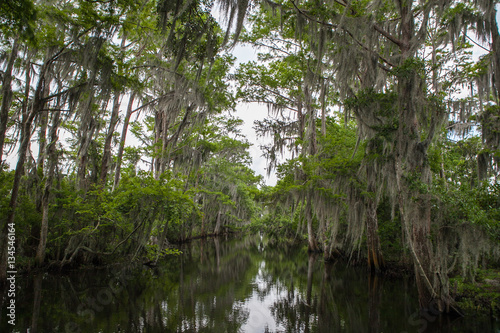 New Orleans Bayou Swamp Alligator Spanish Moss