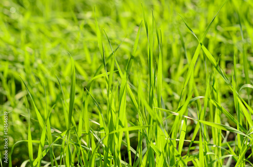 Grass in natural green color
