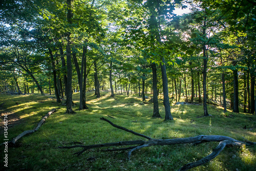 Grass and Forest in New York Appalachian Trail Hike