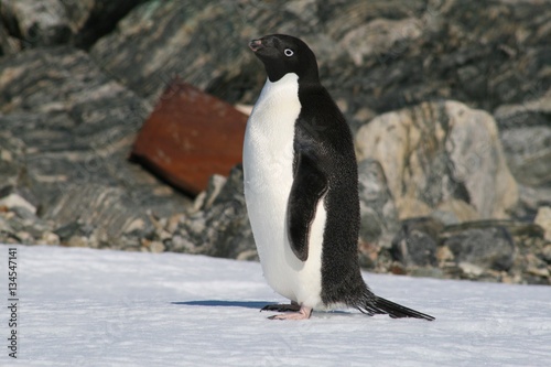 Adelle penguin