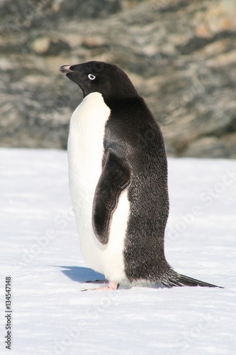 Adelle penguin