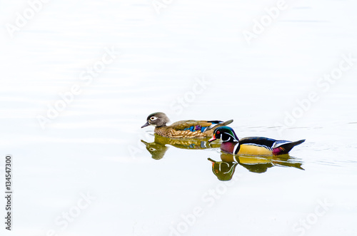 Canvas Print A male and female wood duck swim together in calm water casting a reflection