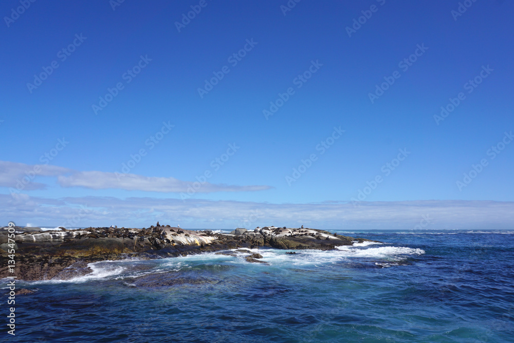Seal colony at Seal Island, Cape town, South Affica Seal colony at Seal Island, Cape town, South Affica