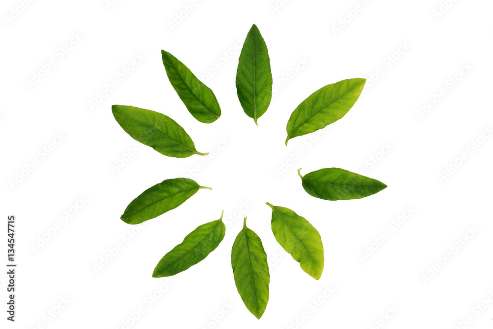 Green leaves in the shape of the circle