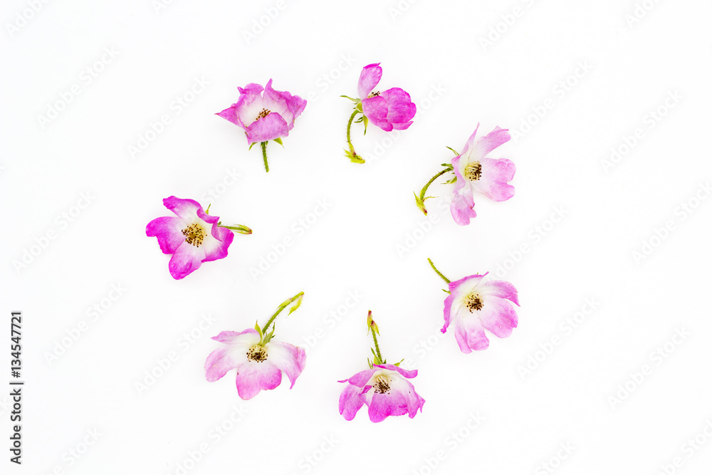 Pink roses in the shape of the circle on white background