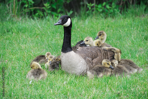 Canada goose mother and young goslings on the green meadow