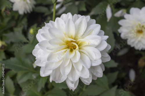 White flower