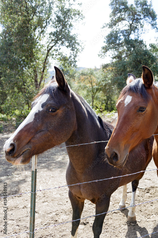 A Pair of horses near Carmel Valley, California.