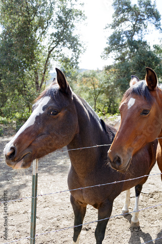 A Pair of horses near Carmel Valley  California.