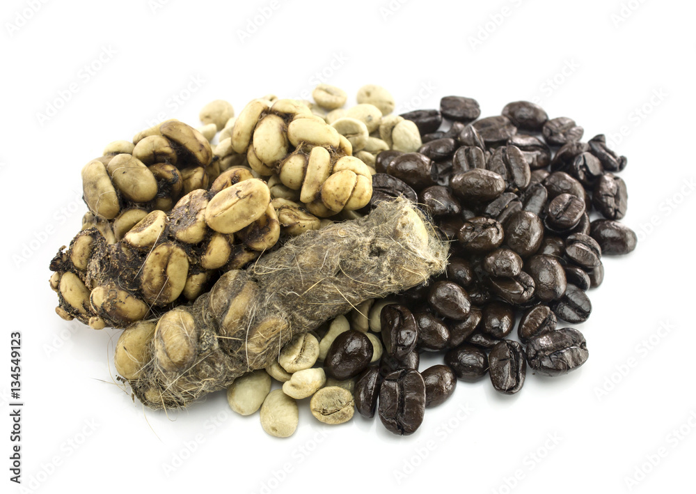 Kopi Luwak or civet coffee isolated on white background