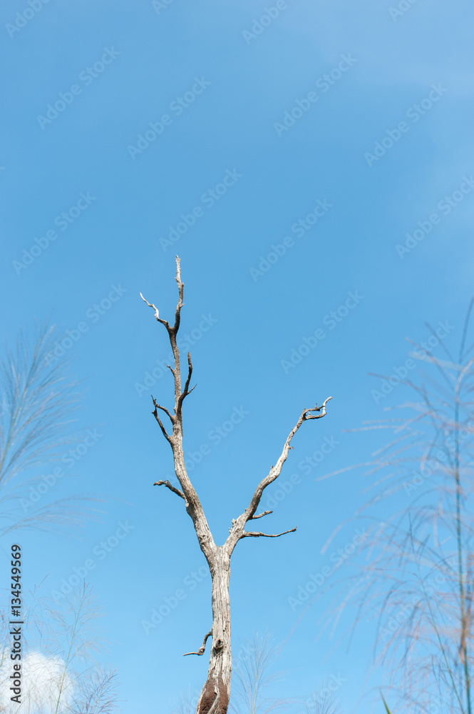 Dead trees and dry,blue sky background Dead trees and dry,blue sky background