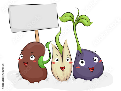 Mascot Seeds Cotton Germina...