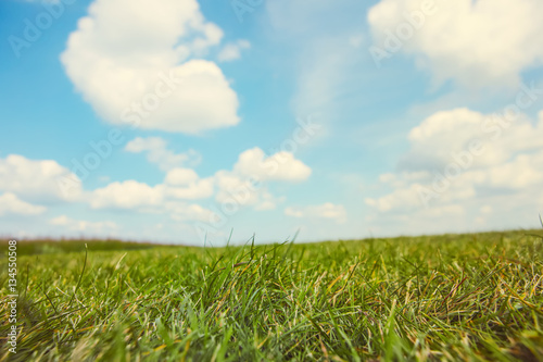 Grassy field on a sunny summer day