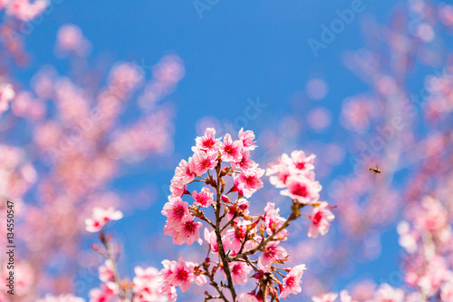 pink cherry blossom in clear blue sky