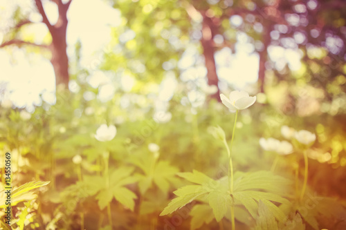 Wood anemone in early spring.  Instagram effect
